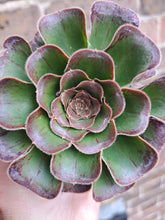 Load image into Gallery viewer, Aeonium Arboreum Rubrolineatum