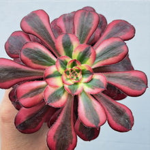 Load image into Gallery viewer, Aeonium CHANEL syn. CORNISH ROSE VARIEGATED