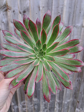 Load image into Gallery viewer, Aeonium PEACOCK syn. Black Magic VARIEGATED