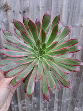 Load image into Gallery viewer, Aeonium PEACOCK syn. Black Magic VARIEGATED