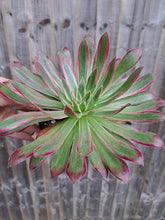Load image into Gallery viewer, Aeonium PEACOCK syn. Black Magic VARIEGATED