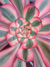 Load image into Gallery viewer, Aeonium CHANEL syn. CORNISH ROSE VARIEGATED