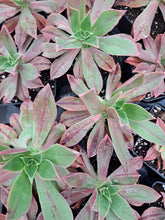Load image into Gallery viewer, Aeonium Leucoblepharum