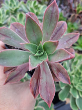 Load image into Gallery viewer, Aeonium Leucoblepharum