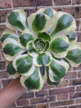Load image into Gallery viewer, Aeonium ZEUS