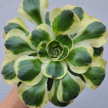 Load image into Gallery viewer, Aeonium ZEUS