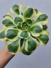 Load image into Gallery viewer, Aeonium ZEUS
