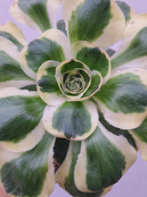 Load image into Gallery viewer, Aeonium ZEUS