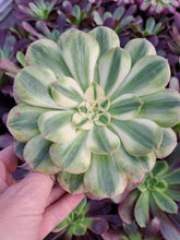 Load image into Gallery viewer, Aeonium ALLURE Syn. Halloween White variegated.