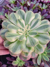 Load image into Gallery viewer, Aeonium ALLURE Syn. Halloween White variegated.