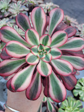 Load image into Gallery viewer, Aeonium CHANEL syn. CORNISH ROSE VARIEGATED