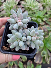 Load image into Gallery viewer, Pachyphytum machucae – UK-Grown Baby Fingers