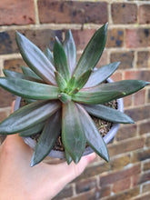 Load image into Gallery viewer, Echeveria IZAR