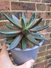 Load image into Gallery viewer, Echeveria IZAR