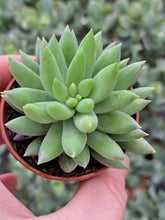 Load image into Gallery viewer, Sedum morganianum ‘Magnum’ – UK-Grown Burro’s Tail