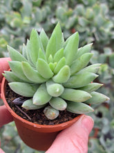 Load image into Gallery viewer, Sedum morganianum ‘Magnum’ – UK-Grown Burro’s Tail