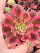 Load image into Gallery viewer, Aeonium PINK WITCH 10cm pot UK Grown