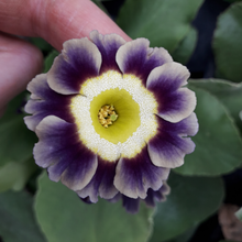 Load image into Gallery viewer, W&S Lockyer Garden Auricula hybrids 11cm pots