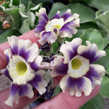 Load image into Gallery viewer, W&S Lockyer Garden Auricula hybrids 11cm pots