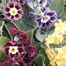 Load image into Gallery viewer, W&S Lockyer Garden Auricula hybrids 11cm pots