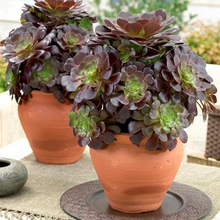 Load image into Gallery viewer, Aeonium 'Velour' – UK-Grown Succulent
