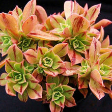 Load image into Gallery viewer, Aeonium Leucoblepharum