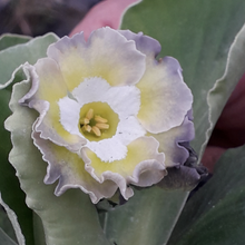Load image into Gallery viewer, W&S Lockyer Garden Auricula hybrids 11cm pots