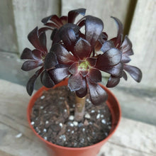 Load image into Gallery viewer, Aeonium arboreum SCHWARZKOPF Black Rose