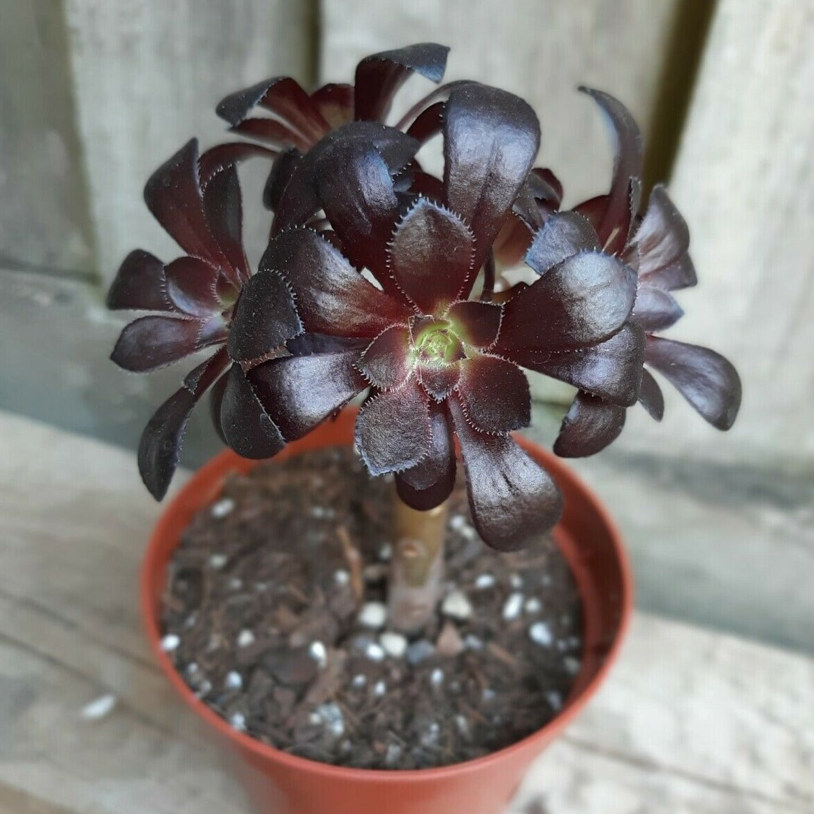 aeonium schwarzkopf succulent Aeonium arboreum SCHWARZKOPF Black Rose – W & S Lockyer