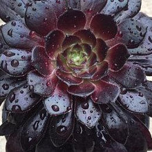 Load image into Gallery viewer, Aeonium arboreum SCHWARZKOPF Black Rose