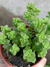 Load image into Gallery viewer, Crassula 'Tom Thumb' – UK-Grown Miniature Succulent
