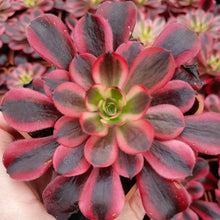 Load image into Gallery viewer, Aeonium MEDUSA