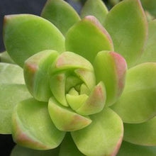 Load image into Gallery viewer, Sedum Adolphii  5.5cm