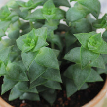 Load image into Gallery viewer, Crassula Perforata – UK-Grown String of Buttons Succulent