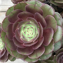 Load image into Gallery viewer, Aeonium HALLOWEEN syn. MADEIRA ROSE