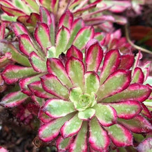 Load image into Gallery viewer, Aeonium MARDI GRAS