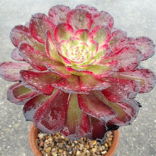 Load image into Gallery viewer, Aeonium MARDI GRAS