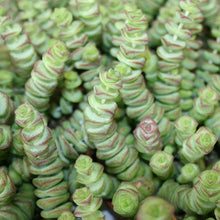 Load image into Gallery viewer, Crassula x rupestris f. marnieriana HOTTENTOT 5.5cm