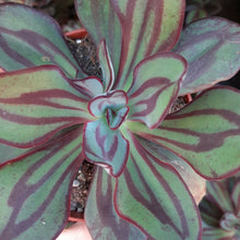 Load image into Gallery viewer, Echeveria NODULOSA 8.5cm