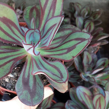 Load image into Gallery viewer, Echeveria NODULOSA 8.5cm