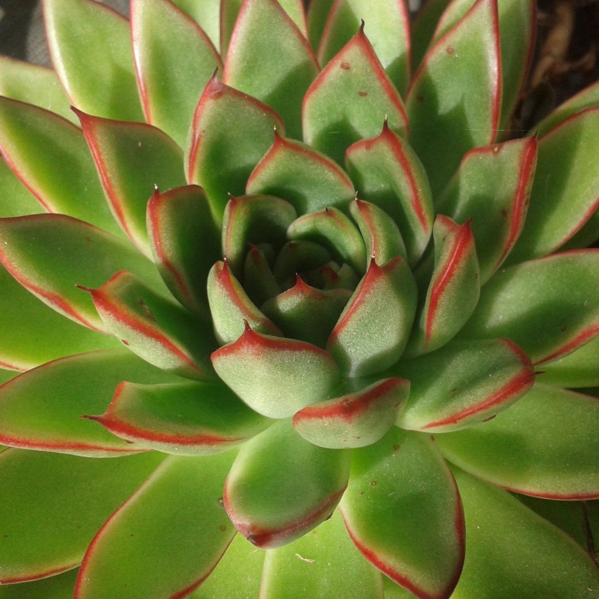 red pointy succulent Echeveria agavoides RED TIPS – W & S Lockyer