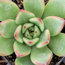 Load image into Gallery viewer, Echeveria agavoides RED TIPS