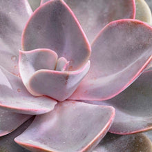 Load image into Gallery viewer, Echeveria PEARL VON NUREMBURG