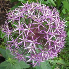 Load image into Gallery viewer, Allium christophii (Star of Persia) – Pack of 5 Bulbs