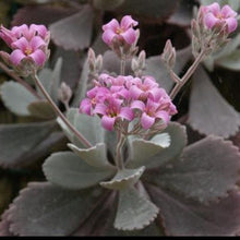 Load image into Gallery viewer, Kalanchoe pumila – UK-Grown Dusty White Flowering Succulent