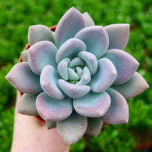 Load image into Gallery viewer, x Pachyveria OPALINA
