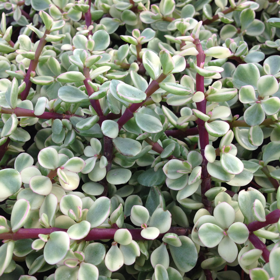 Crassula (Portulacaria) Afra VARIEGATA – W & S Lockyer