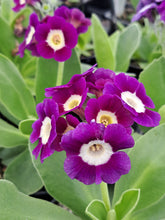 Load image into Gallery viewer, Auricula &#39;GRACIE LOU&#39; (B)
