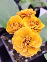 Load image into Gallery viewer, Auricula &#39;ALL GOLD&#39; (D)
