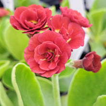 Load image into Gallery viewer, Auricula &#39;STROMBOLI&#39; (D)
